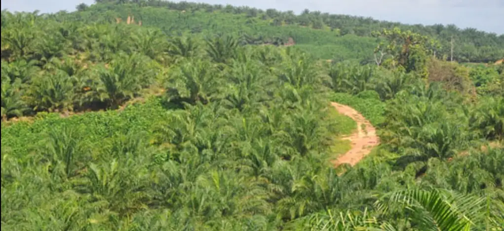 Pemetaan Lahan Sawit