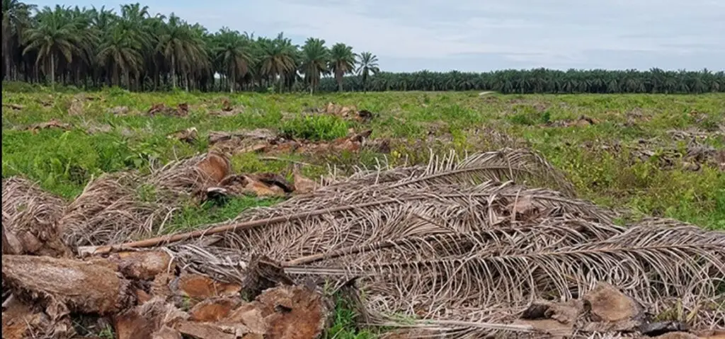 Pembersihan Sisa Pohon Sawit