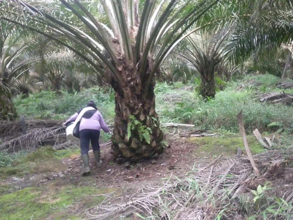 Pemupukan Kelap Sawit