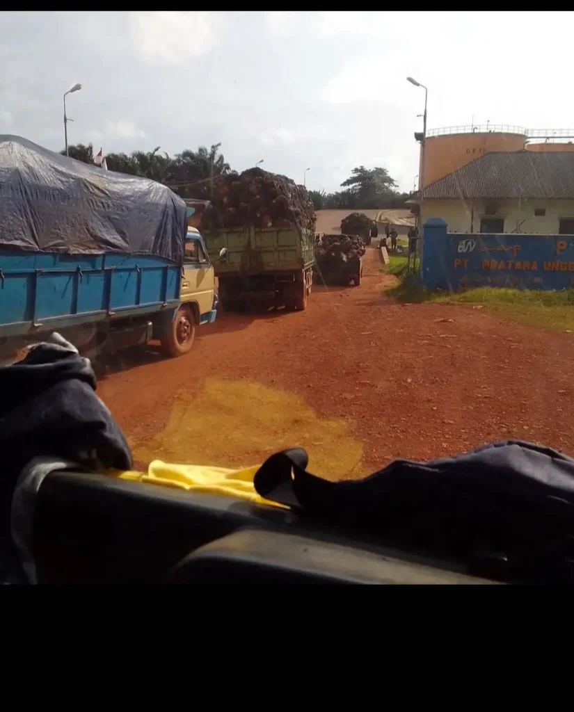 Pengangkutan Sawit Ke Pabrik