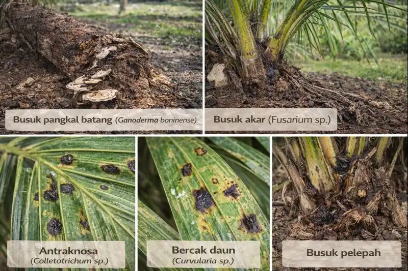 Penyakit Utama Sawit