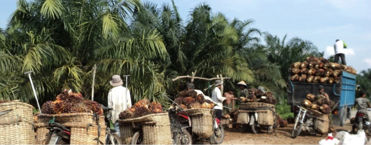 Hubungan Ekonomi Desa dan Sawit di Indonesia.