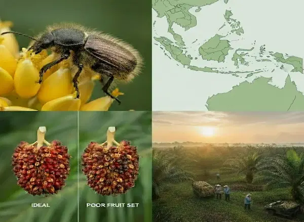 Mengenal Kumbang Penyerbuk